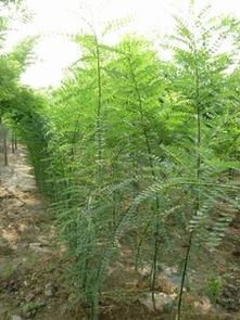 国槐树苗培育：从萌芽到成长的种植技巧与注意事项