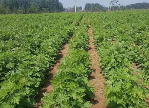 南阳市艾草产业的发展历程