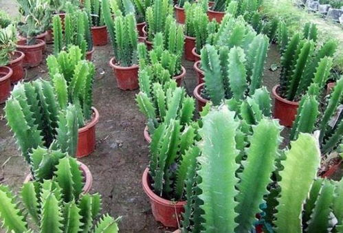 龙骨花适合家庭养殖吗？有哪些家养禁忌和技巧需要注意