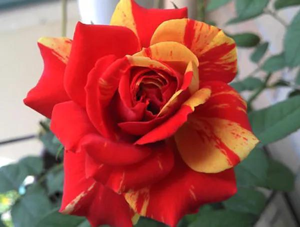 适合在哪些地区种植？