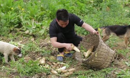 转运竹养殖需遵循科学种植方法，实现高产稳收