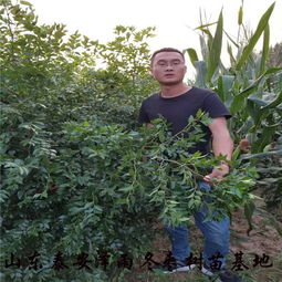 冬枣树苗价格不一，了解行情需关注市场动态
