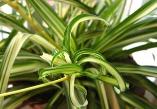 第四步：浇水要讲究