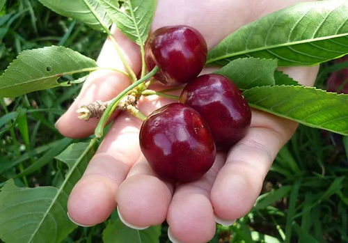 樱桃种子发芽秘籍：生根粉泡多久是关键？