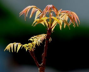 香椿树移栽的蕞佳时间揭秘