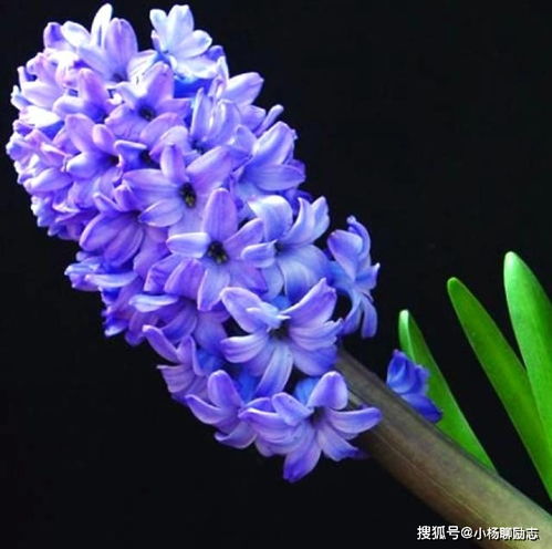 风信子在圣经中象征复活与希望，寓意着生命的重生与永恒