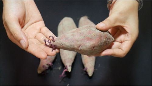红薯发芽了如何变废为宝