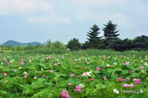 绿水青山的意境