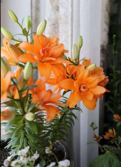 百合在什么季节种植成活率高？新手如何掌握种植技巧