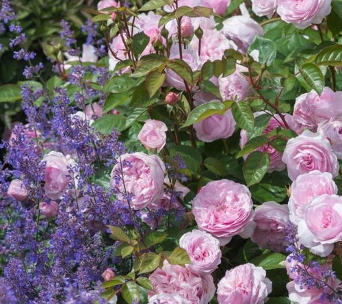 扦插救星！小分子营养直达切口