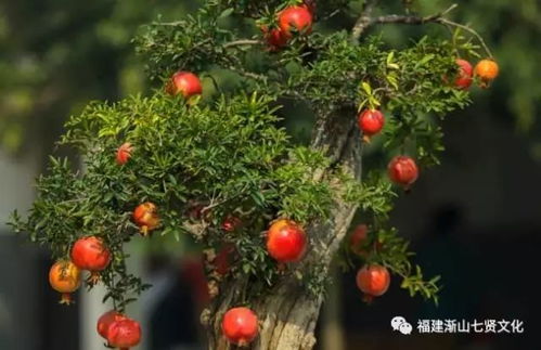 白石榴树一年开花几次？如何管理才能提高其开花次数和果实品质