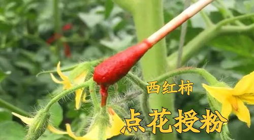百菌清喷花，花儿的健康守护神？还是隐形杀手？