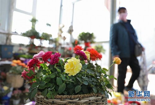 日本冰温技术：花卉养护新革命，提升品质与效率