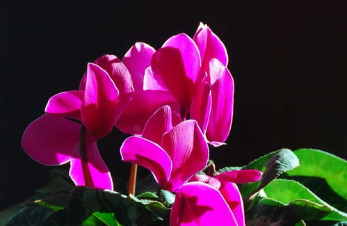 种植仙客来种子的那些事儿