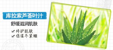 库拉索芦荟繁殖：先取叶片