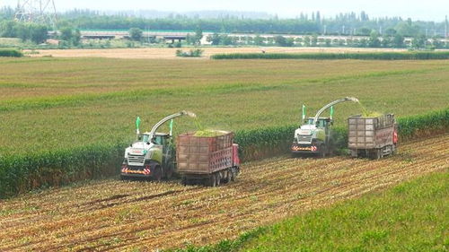 碱蓬产业链， 产业链变金链