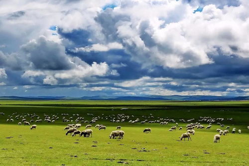 草甸草原与干草原