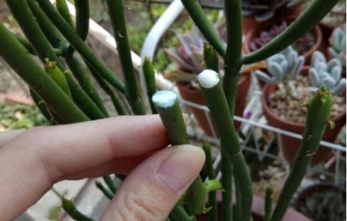 提高扦插成功率的秘诀