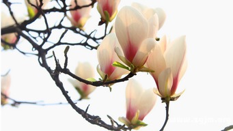玉兰花的花语和象征意义是什么？它在中国传统文化中有什么特殊寓意
