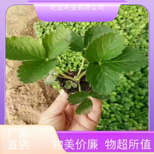 毛果地锦：观赏药用两用