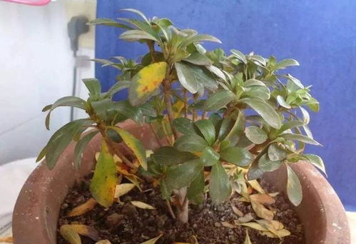 烂根问题，解决起来真头疼