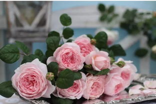 月季瑞典女王：真的那么美吗？为什么大家都强烈推荐？