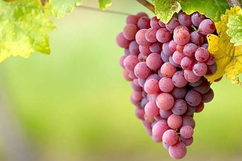 农药残留，真的有毒吗？