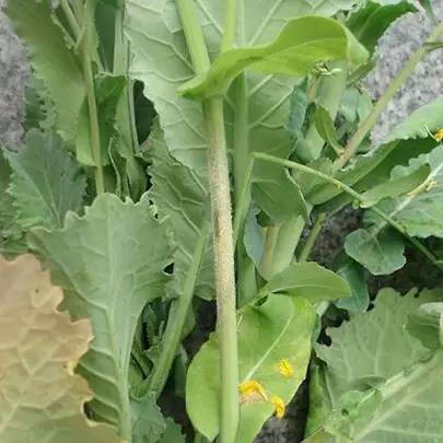 枝条和茎干症状