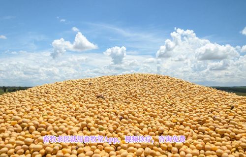 生猪补栏增加对豆粕需求，豆粕期货淡旺季有何不同影响？