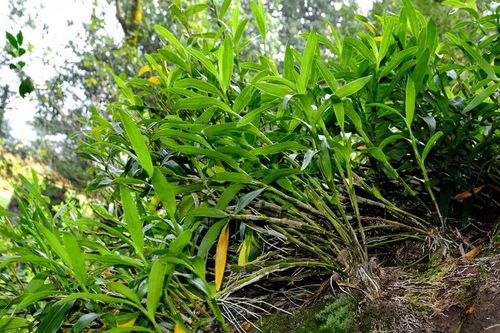 贵州茶油基地：快速扦插技巧，让您的茶叶更茂盛！