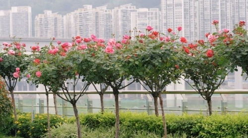 树状月季的花朵繁茂之谜