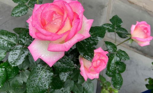 威基伍德：藤本月季中的“小清新”