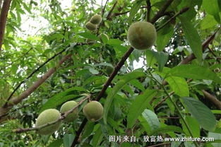 施肥方法，讲究技巧
