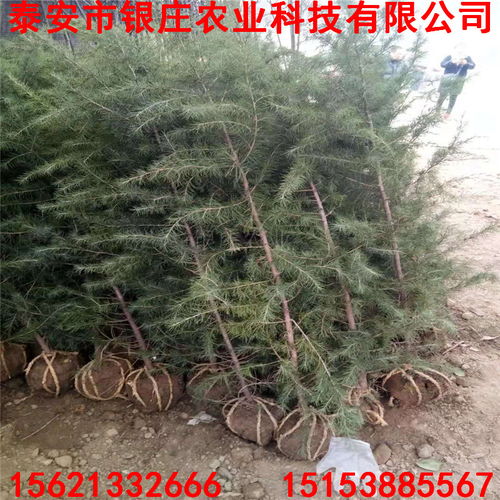 无机肥料：快如闪电， 但要注意量