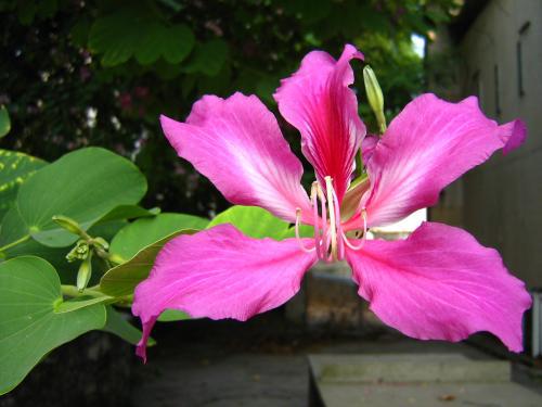 冬天种紫荆花，存活率几何？紫荆花耐寒吗？
