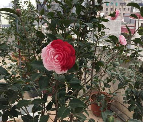 北方茶花防治落叶落花落蕾的三大原因