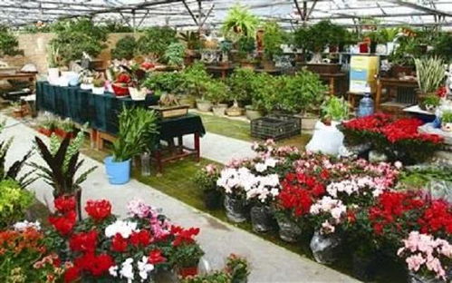 吉林省的市花市树