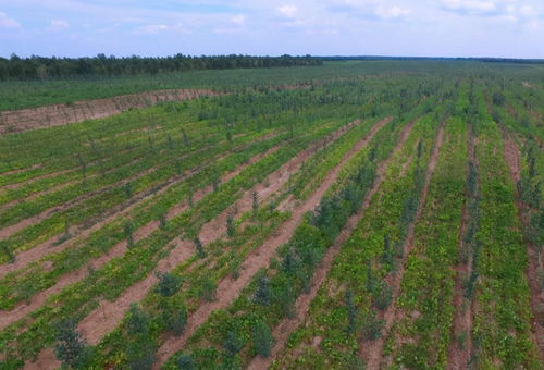 生态修复造林，成效如何堪？