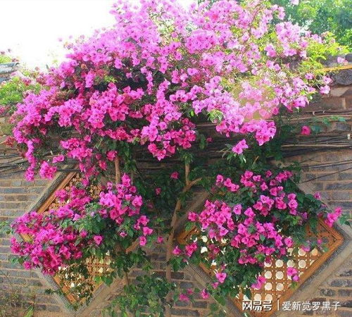 三角梅：从普通到美丽的华丽蜕变