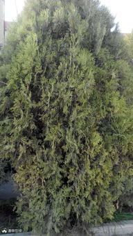 松树的生态价值——自然的守护者