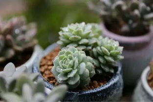 乳酸菌浇花多肉？天然养植新选择！