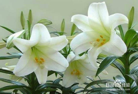 百合球贮藏技术