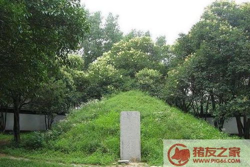 柏树在风水学中的应用