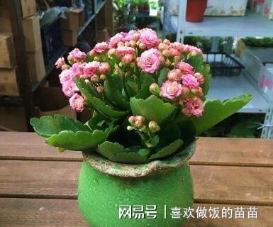 葫芦花盆里的蝴蝶兰