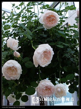 格拉姆斯城堡月季的优缺点揭秘