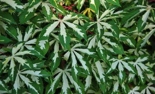 “花叶木薯叶型独特，繁殖秘籍大揭秘！”