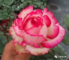 一、艾玛迪斯月季的花期到底有多长？