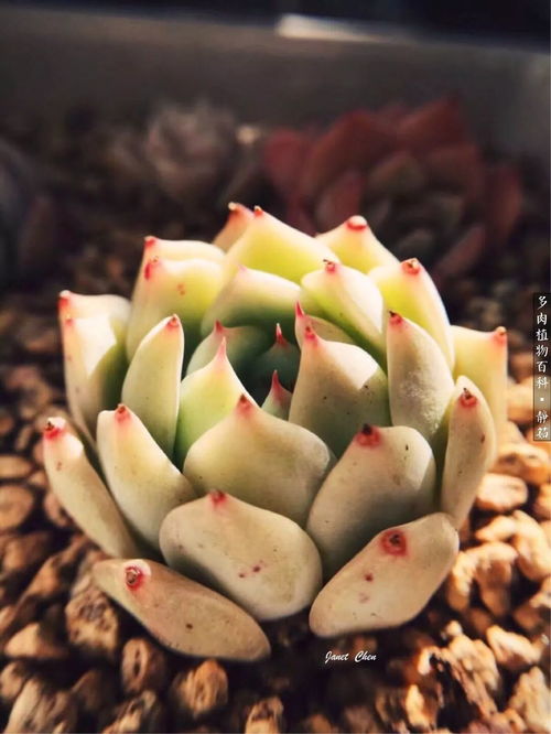 番杏科播种的基础要点有哪些，如何确保种子发芽率和成活率