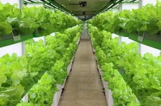 如何有效利用抗除草剂作物，提高农业生产效率减少环境污染？