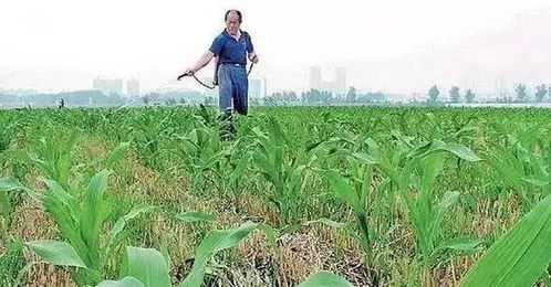 负面影响：庄稼的“死亡陷阱”